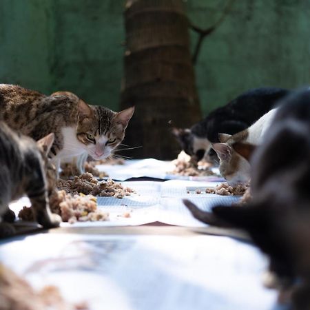 Alass Ga For Pets Lovers Trikunamalaja Zewnętrze zdjęcie