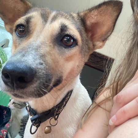 Alass Ga For Pets Lovers Trikunamalaja Zewnętrze zdjęcie