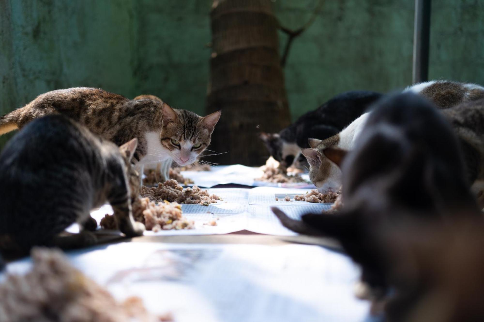 Alass Ga For Pets Lovers Trikunamalaja Zewnętrze zdjęcie