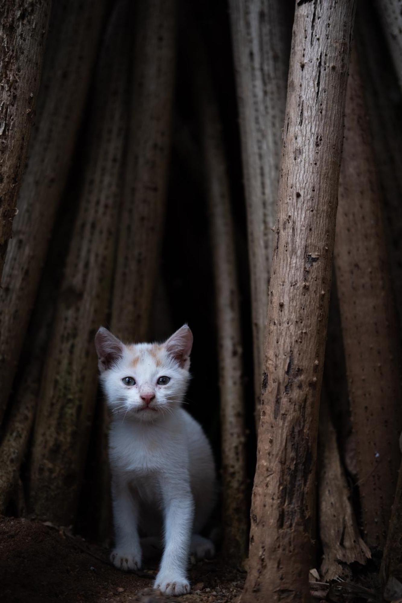 Alass Ga For Pets Lovers Trikunamalaja Zewnętrze zdjęcie