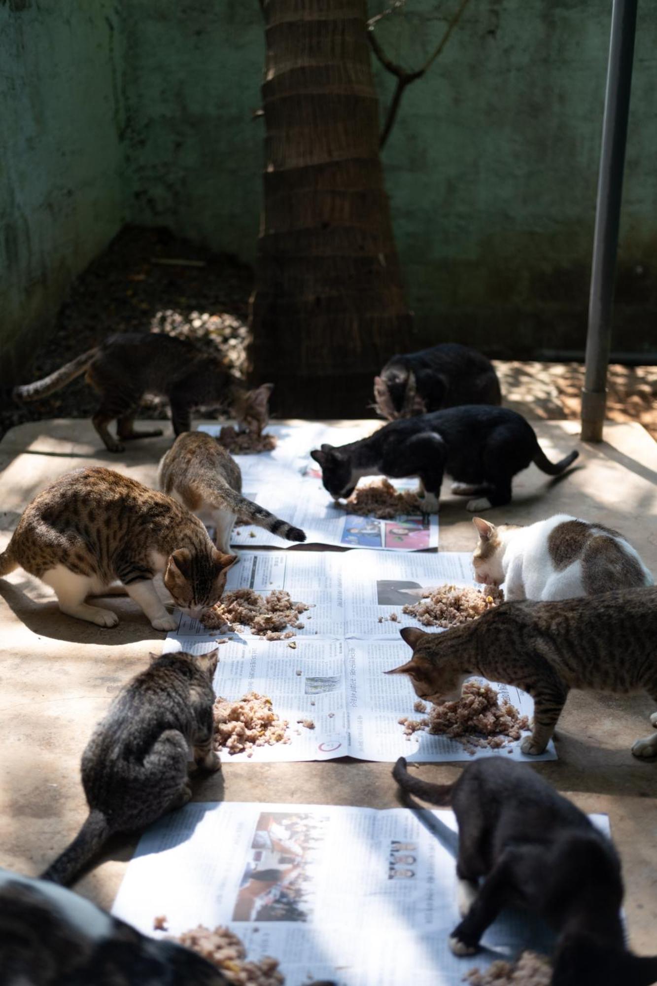 Alass Ga For Pets Lovers Trikunamalaja Zewnętrze zdjęcie