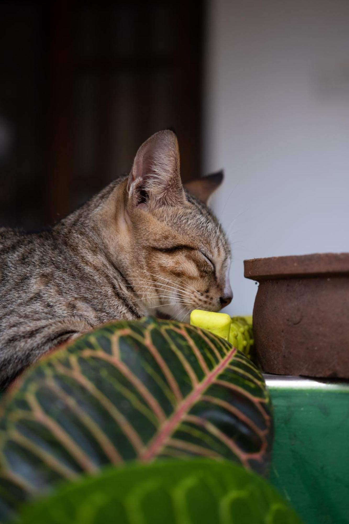 Alass Ga For Pets Lovers Trikunamalaja Zewnętrze zdjęcie