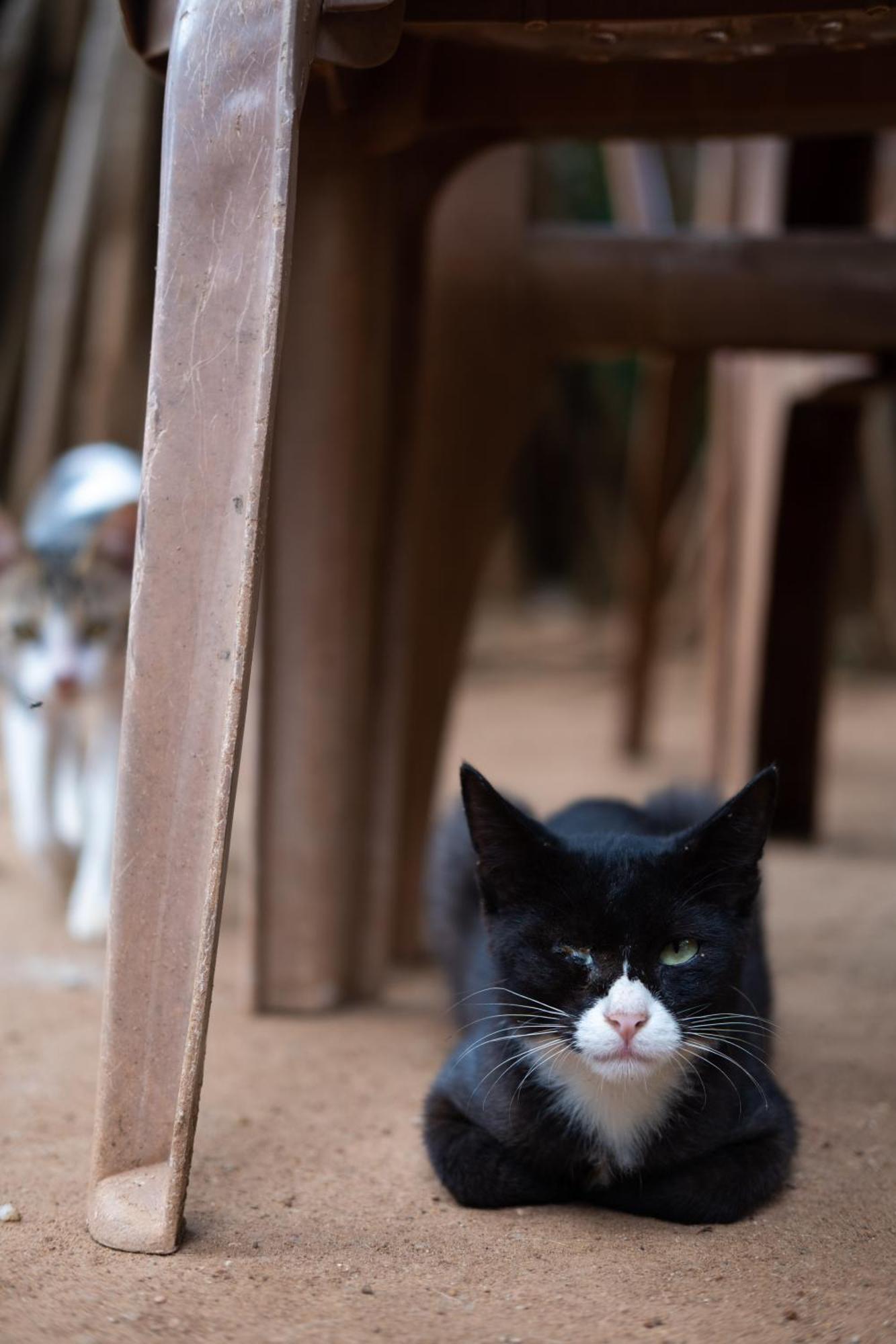 Alass Ga For Pets Lovers Trikunamalaja Zewnętrze zdjęcie