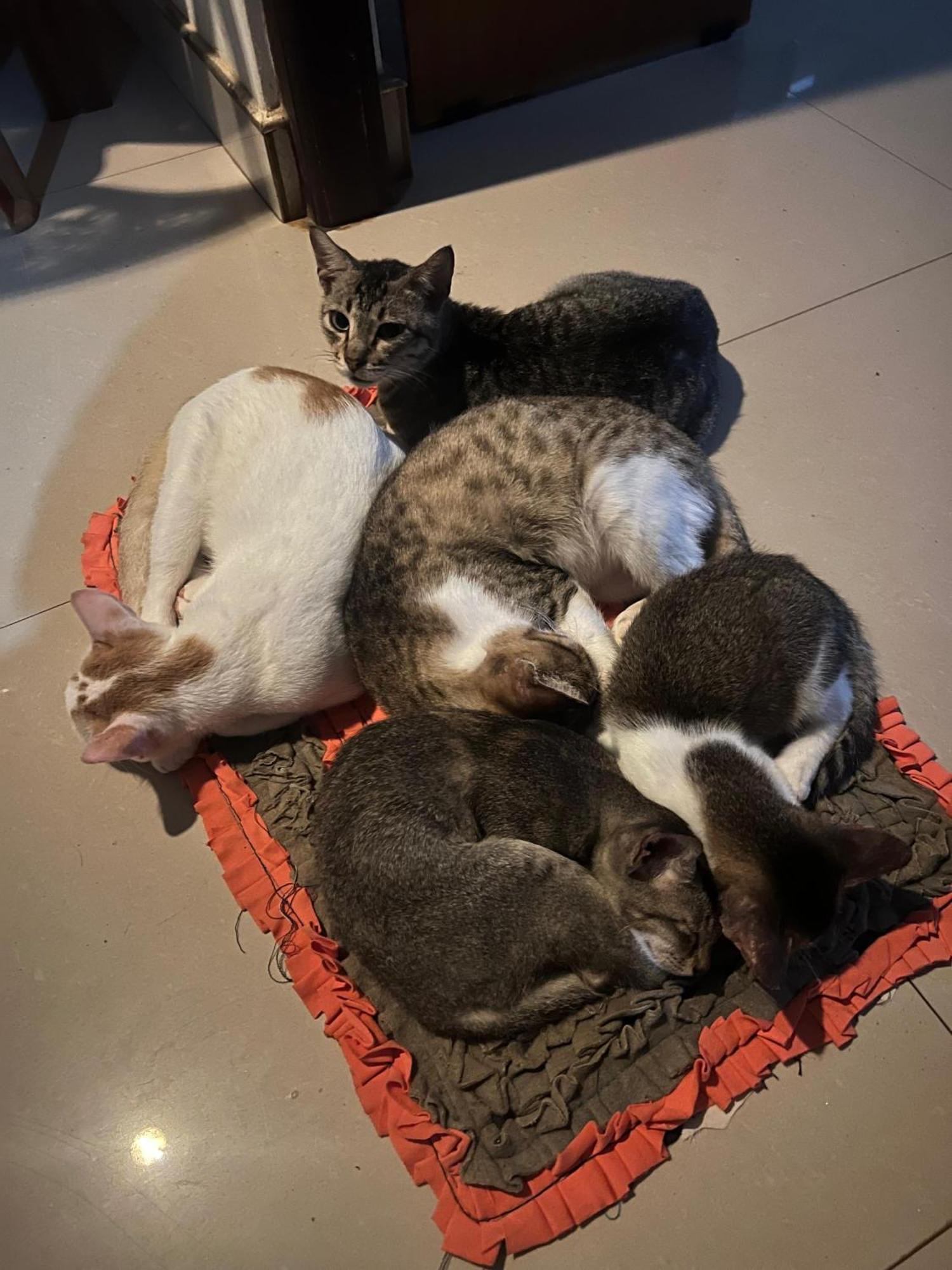 Alass Ga For Pets Lovers Trikunamalaja Zewnętrze zdjęcie