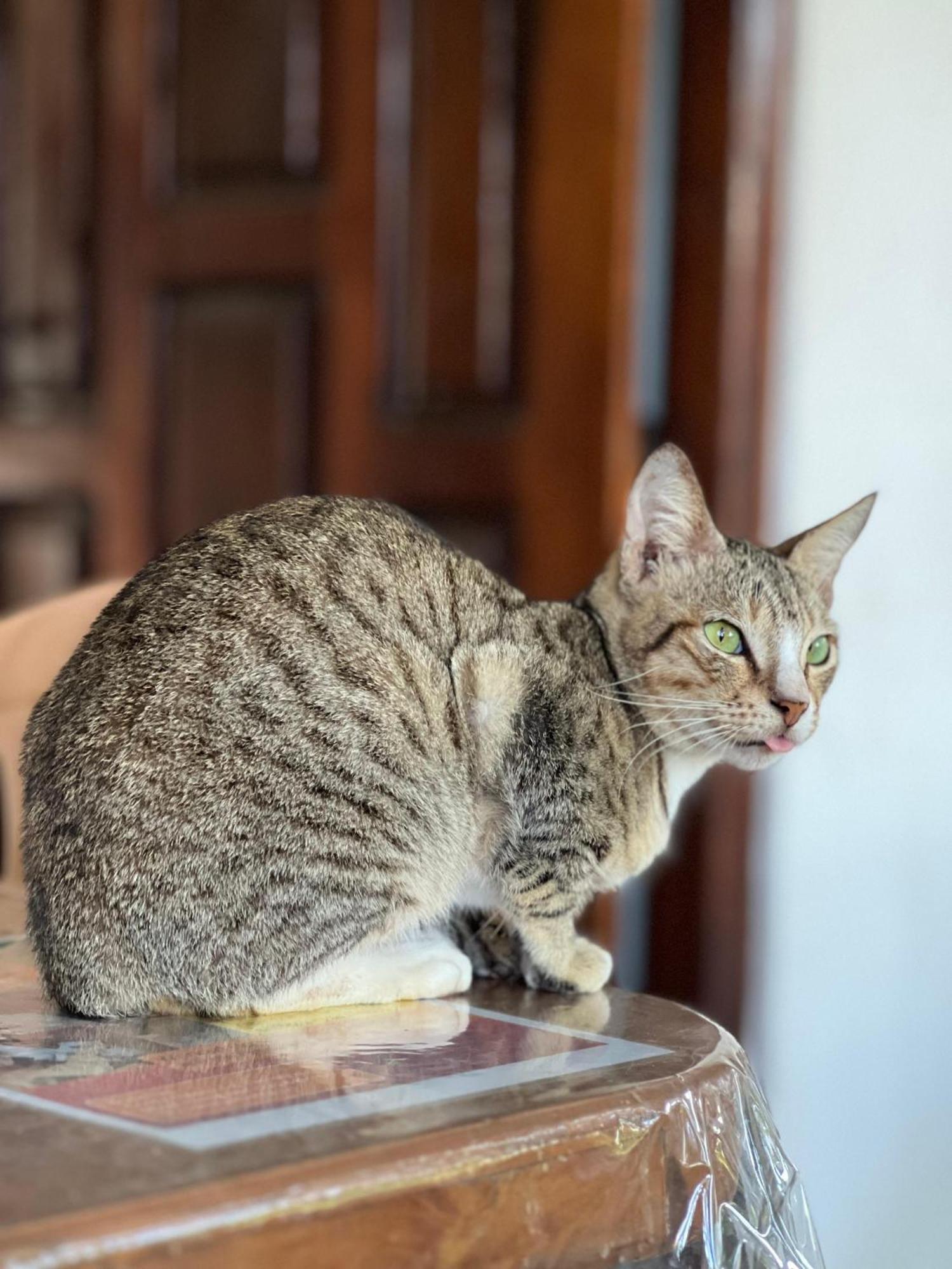 Alass Ga For Pets Lovers Trikunamalaja Zewnętrze zdjęcie