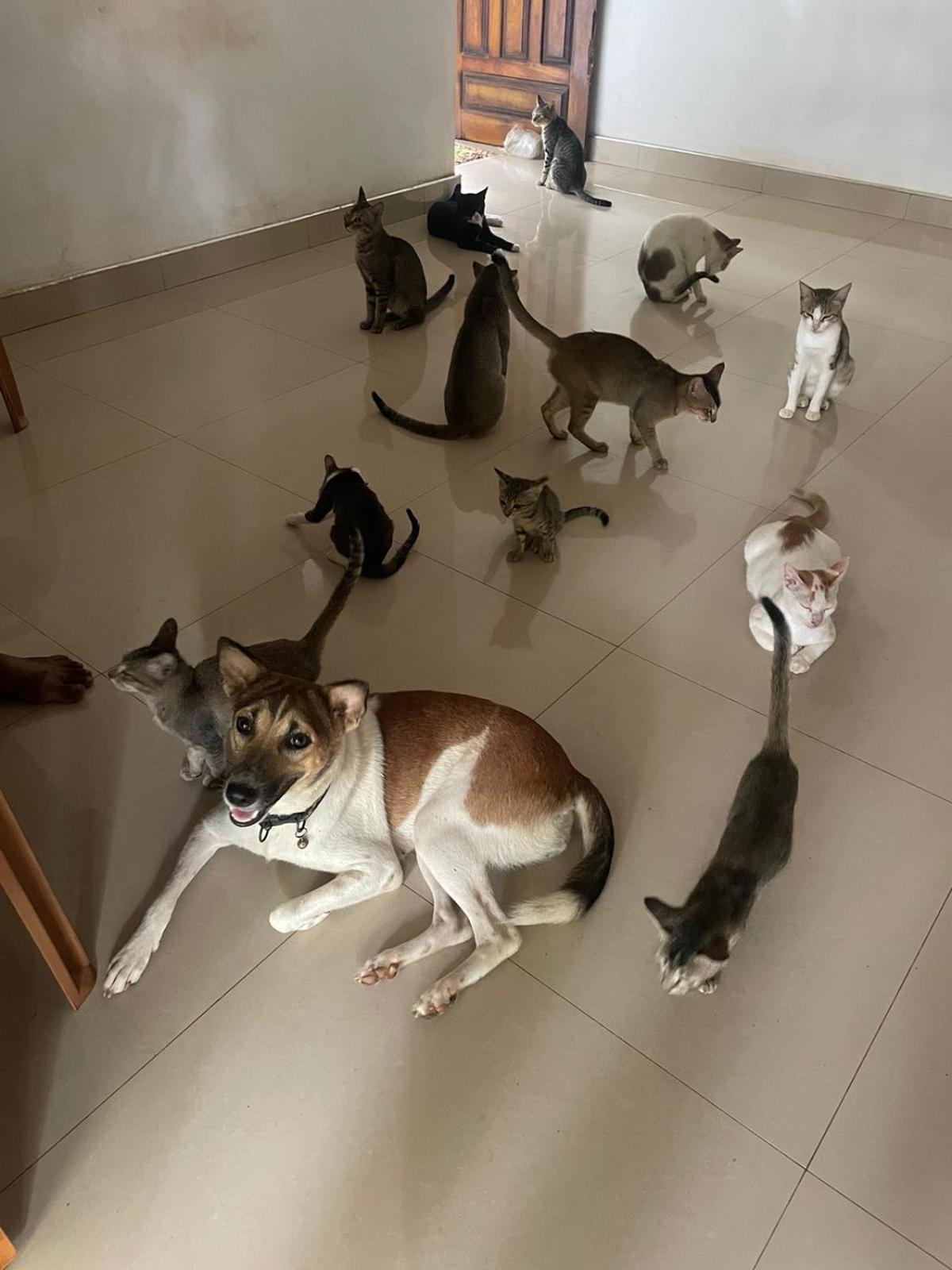 Alass Ga For Pets Lovers Trikunamalaja Zewnętrze zdjęcie