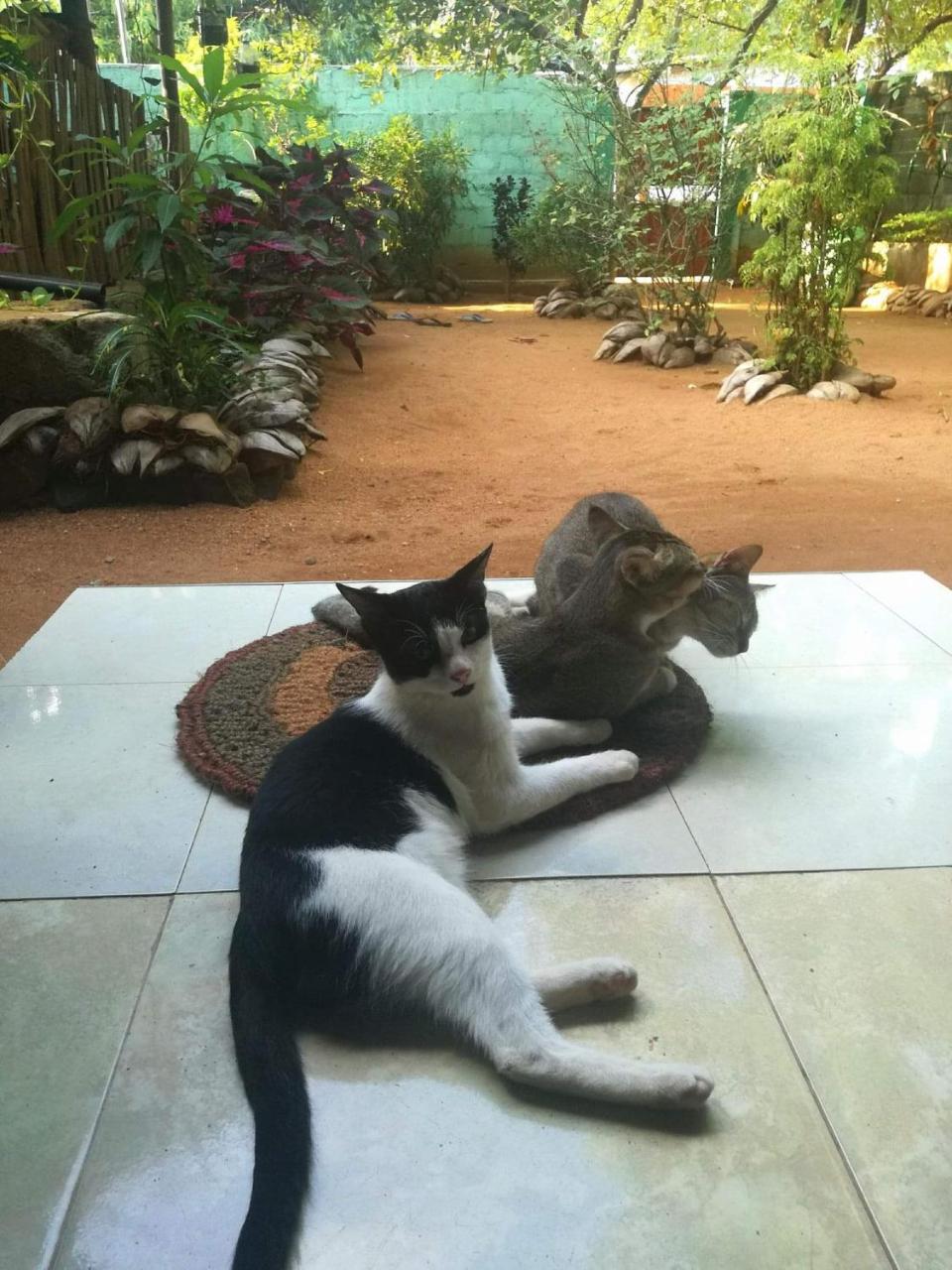 Alass Ga For Pets Lovers Trikunamalaja Zewnętrze zdjęcie